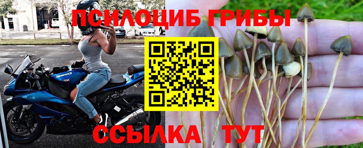 Галлюциногенные грибы GOLDEN TEACHER  Вход с VPN  Морозовск 